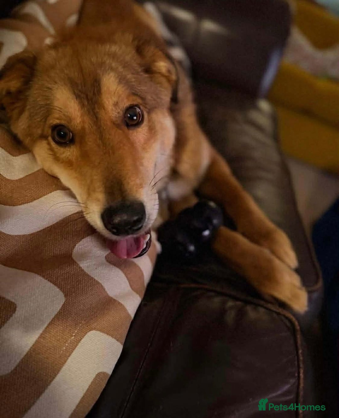 Mixed Breed dogs for adoption: Fox - Milton Keynes  - Advert 7