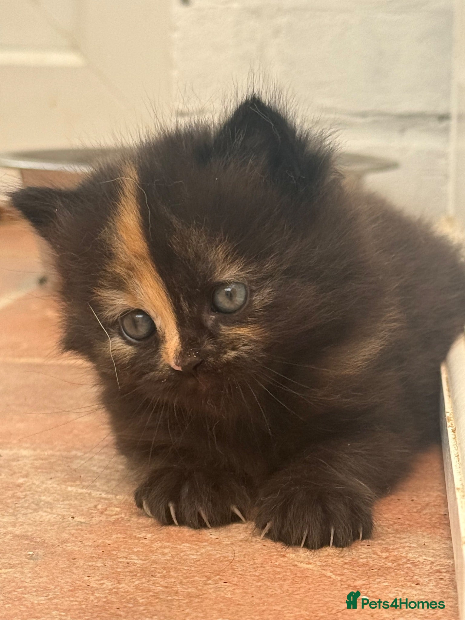 Norwegian Forest Cat cats Two little beauties super friendly & loving  - Advert 9