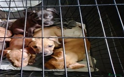 Mixed Breed dogs for sale: 4 beautiful pocket bully/mixed - Image 19