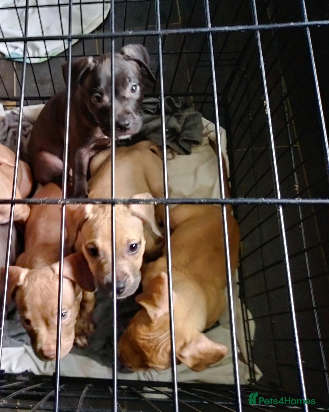 Mixed Breed dogs for sale: 4 beautiful pocket bully/mixed - Image 19