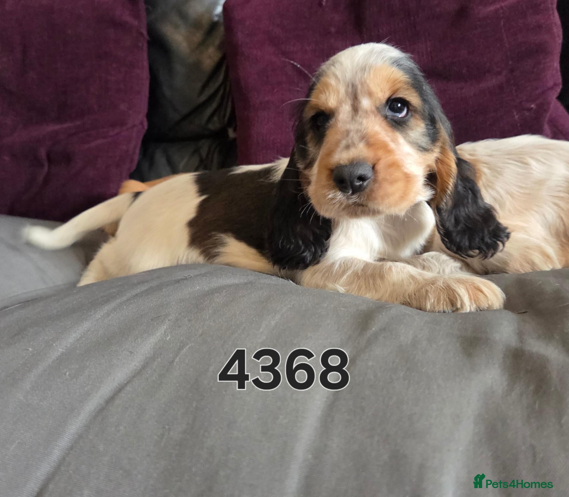 Cocker Spaniel dogs Stunning show cocker pups  - Advert 2