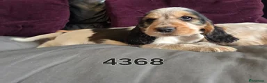 Cocker Spaniel 1
