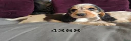 Cocker Spaniel dogs for sale: Stunning show cocker pups  - Advert 2