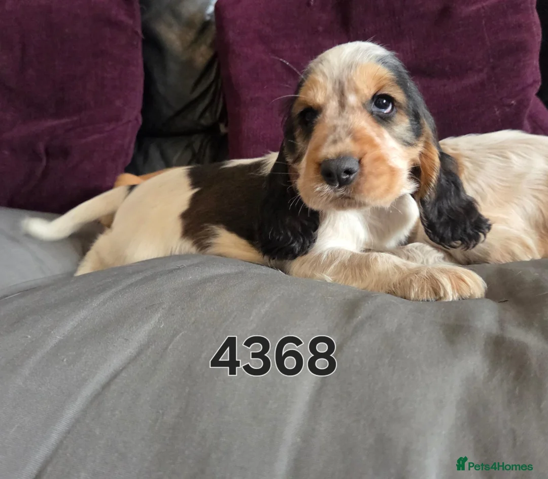 Cocker Spaniel dogs for sale: Stunning show cocker pups  - Advert 2