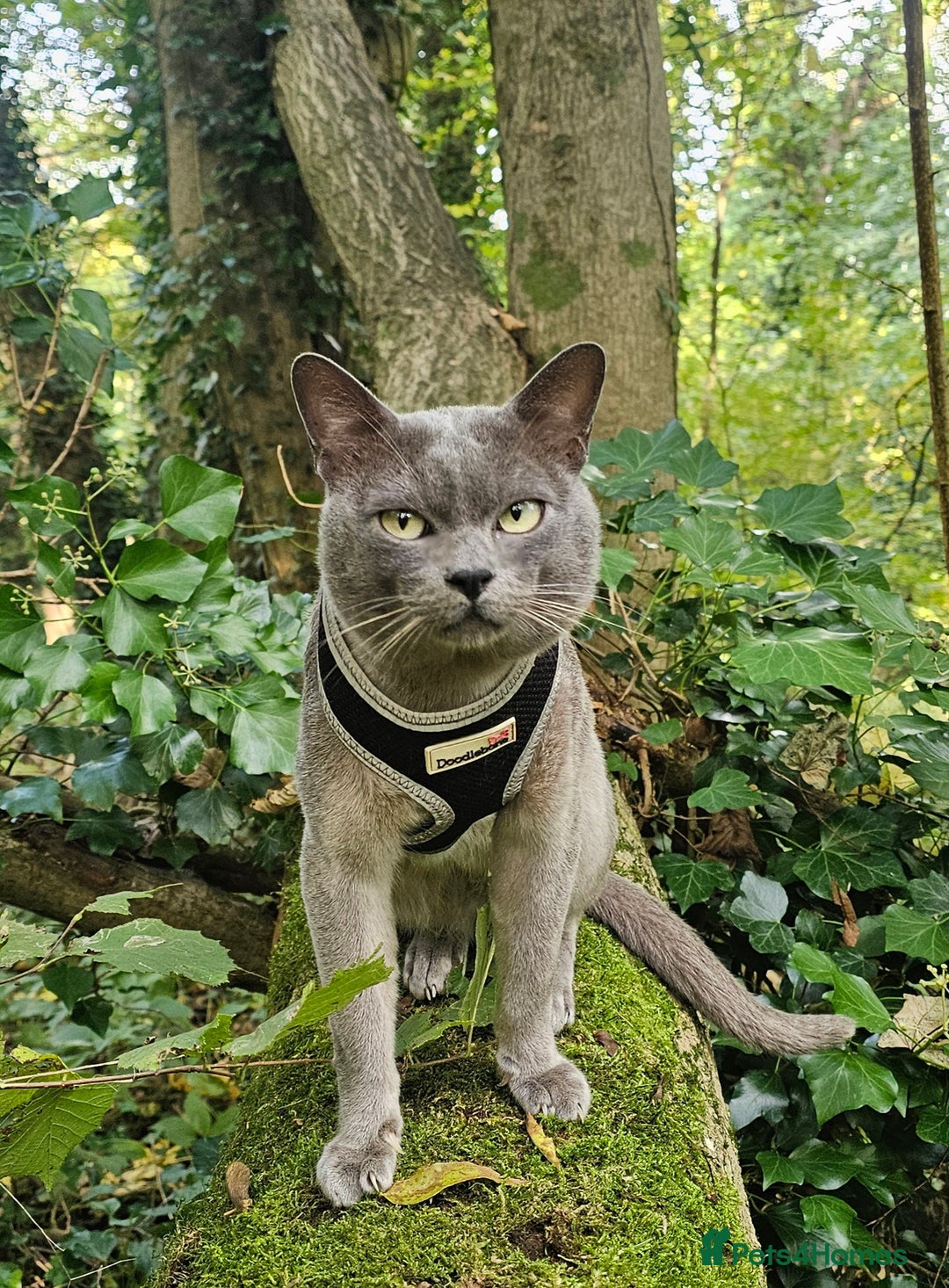 Burmese cats for stud: Midas and Oscar GCCF registered studs  - Advert 4