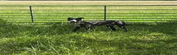 Mixed Breed dogs for sale: Bull cross x Weston cross lurcher  in Weston-super-Mare - Advert 5