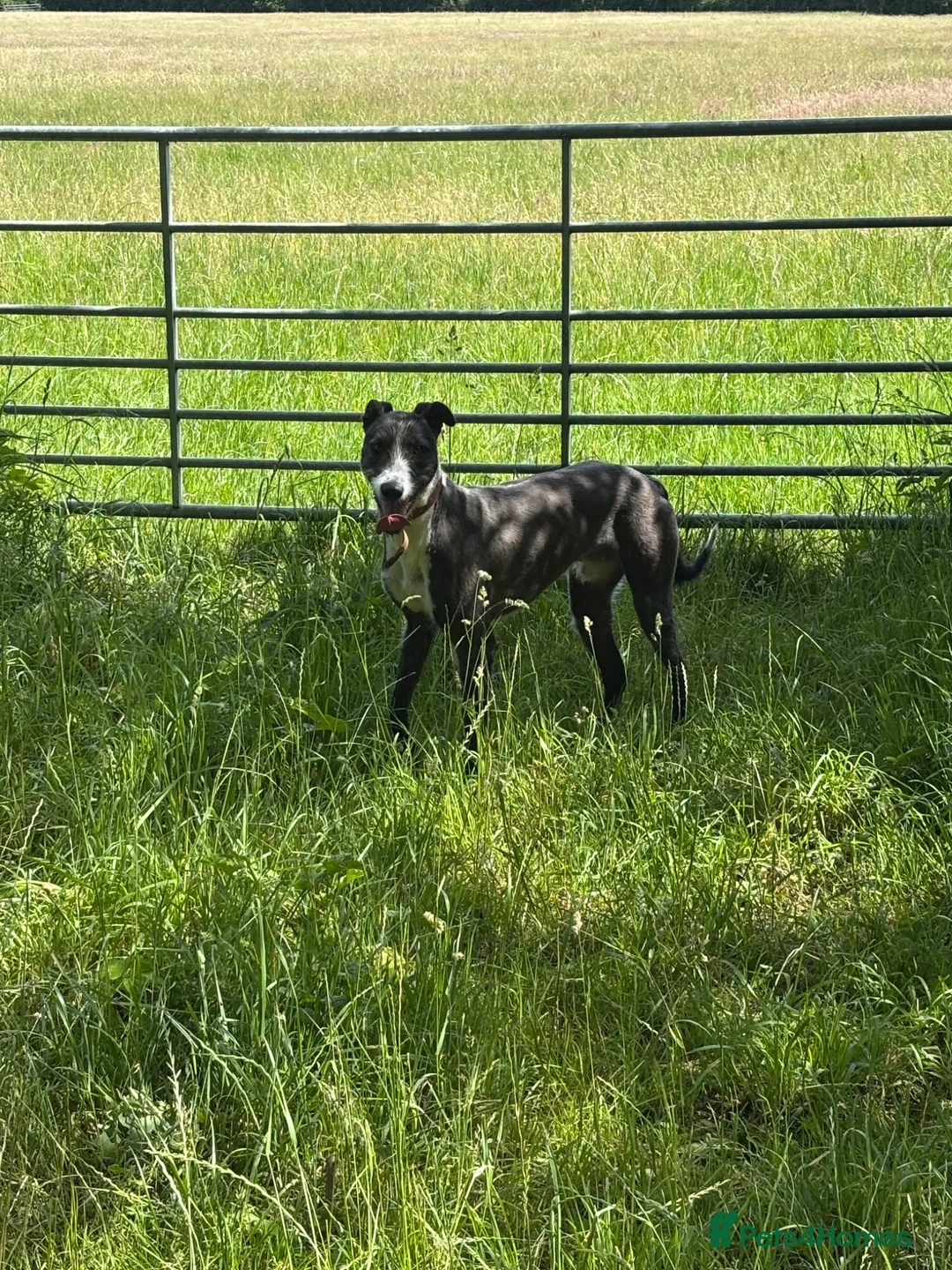 Mixed Breed dogs for sale: Bull cross x Weston cross lurcher  in Weston-super-Mare - Advert 5