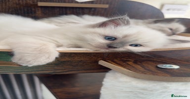Ragdoll cats - Advert 14