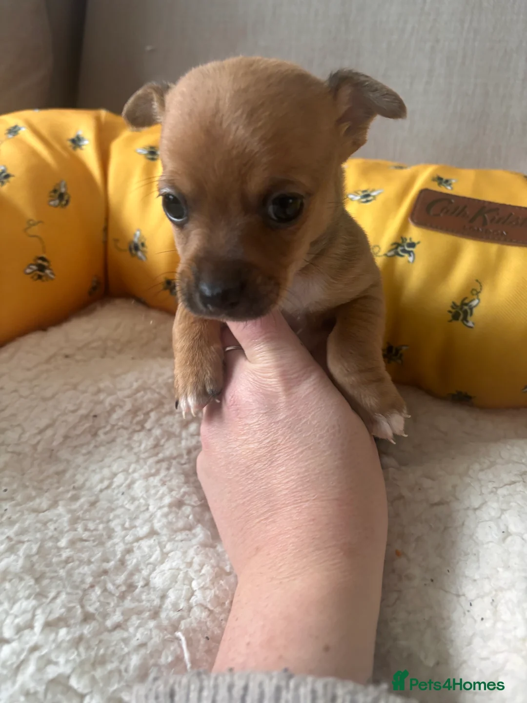 Mixed Breed dogs for sale: 5 beautiful Jackchi boys  - Advert 16