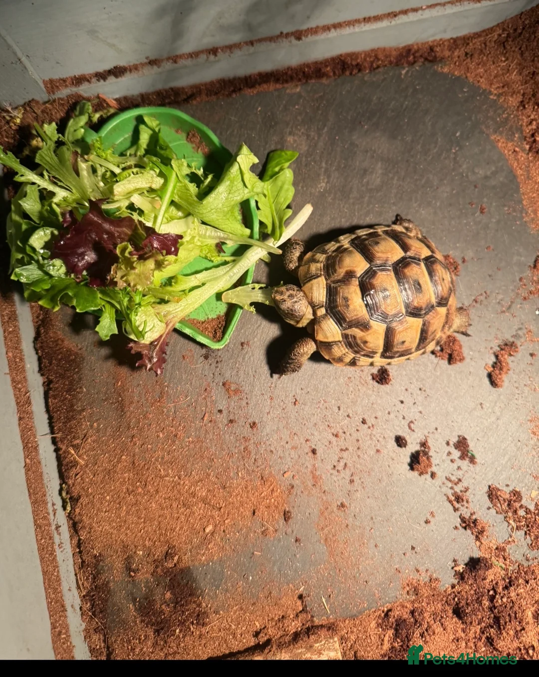 Tortoise reptiles for sale: Spur thighed tortoise - Advert 3