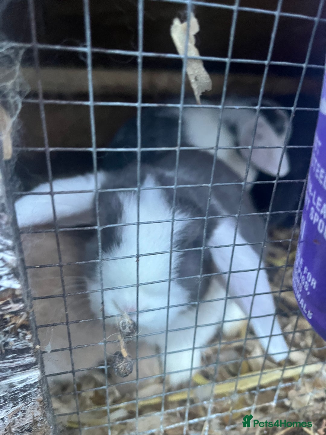 Mini Lop rabbits for sale: Mini lops for sale  - Advert 4