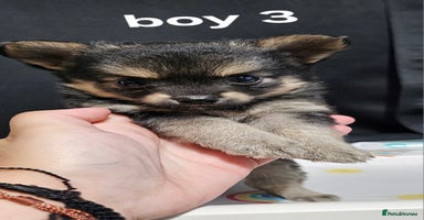 Pomchi dogs - Advert 2