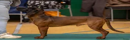 Bavarian Mountain Hound dogs for sale: 3yo Bavarian mountain hound  - Advert 3