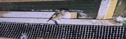 Mixed Breed birds for sale: Goldfinch  - Advert 5