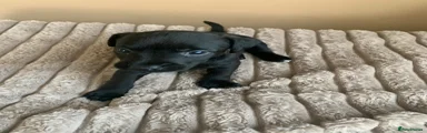 Patterdale Terrier Puppy 5