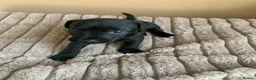 Patterdale Terrier dogs for sale: Patterdale terrier pups  - Advert 20
