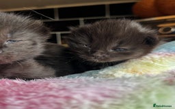 Ragcoon cats for sale: Ragcoon Kittens - Image 5