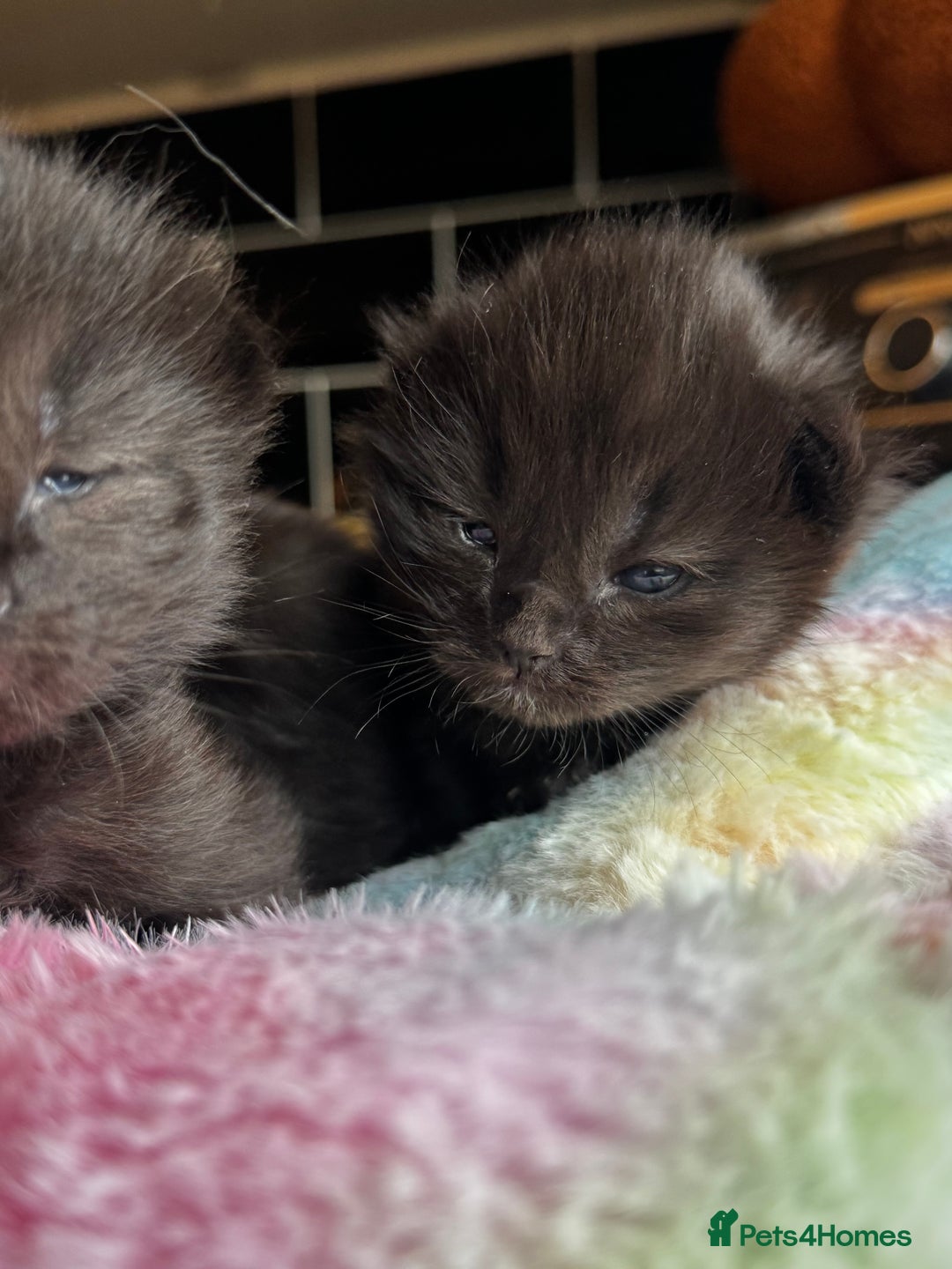 Ragcoon cats for sale: Ragcoon Kittens - Image 5