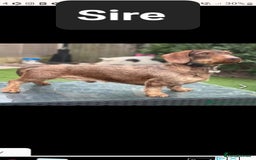 Dachshund dogs for sale: Wirehaired Dachshund - Image 8