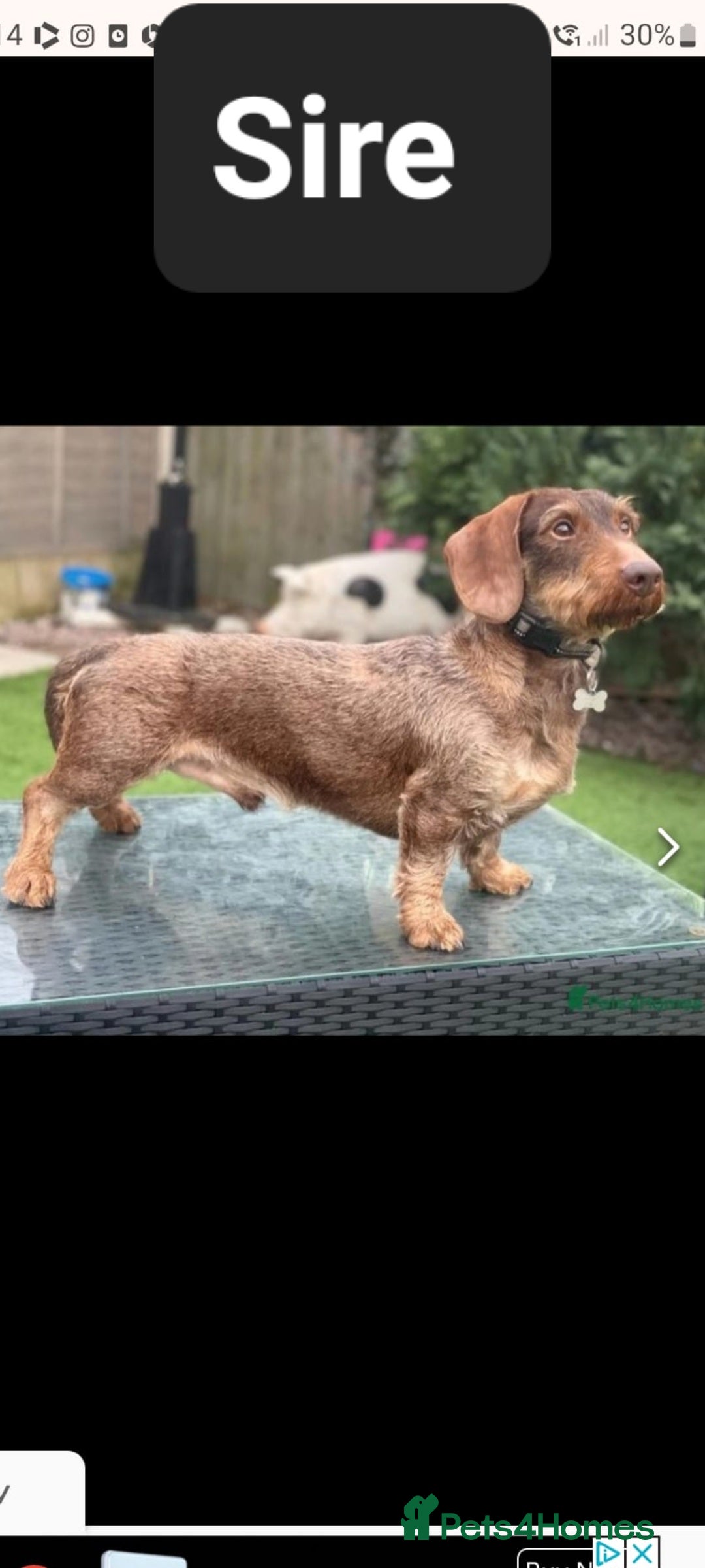 Dachshund dogs for sale: Wirehaired Dachshund - Image 8