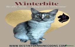 Maine Coon cats for sale: Reduced! Last Female Kitten - ready now!  - Image 2