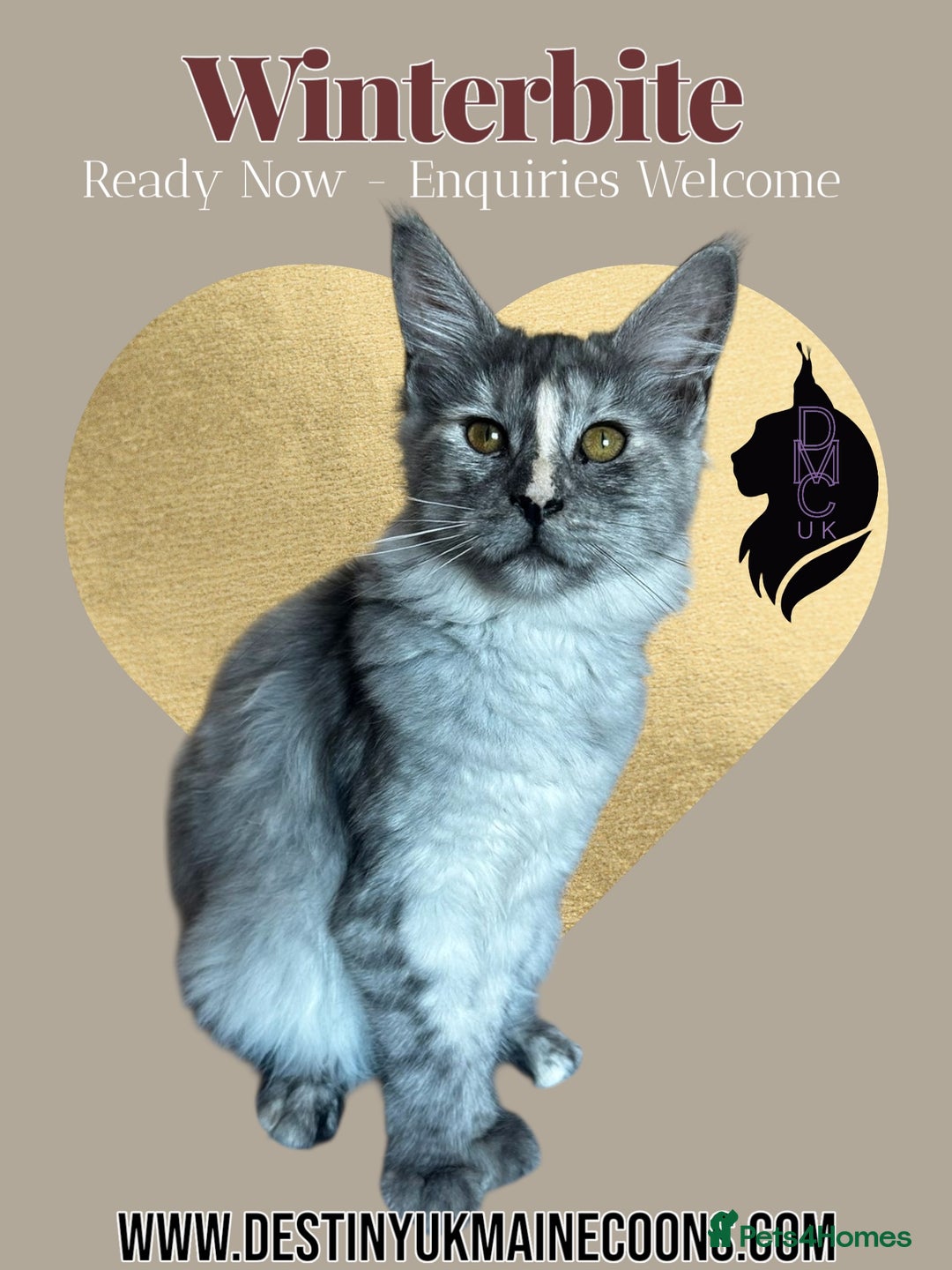 Maine Coon cats for sale: Reduced! Last Female Kitten - ready now!  - Image 2