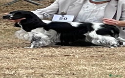 Cocker Spaniel dogs for sale: KC Registered Show Cocker Spaniels - Image 11