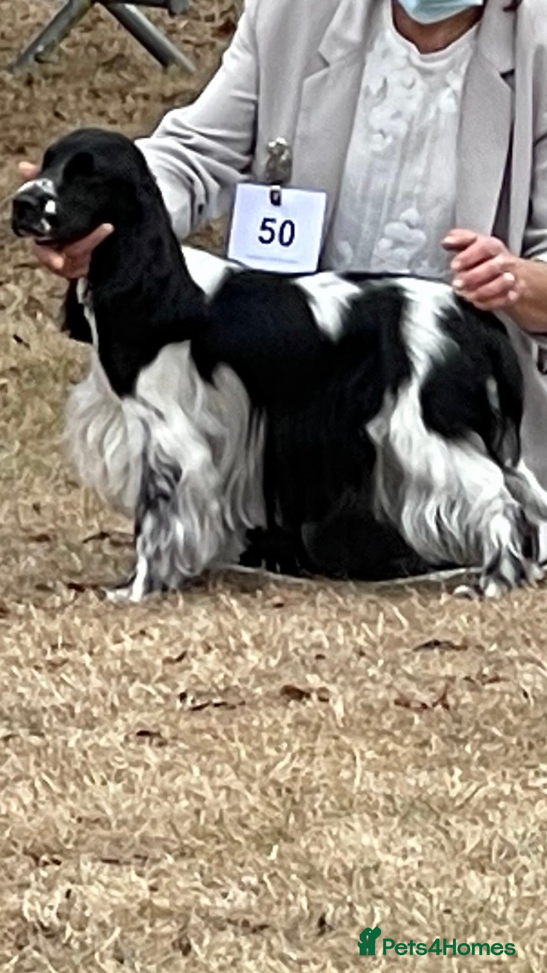 Cocker Spaniel dogs for sale: KC Registered Show Cocker Spaniels - Image 11
