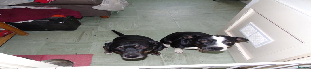 Mixed Breed Puppy 1