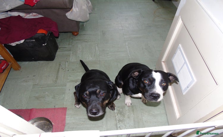 Mixed Breed dogs - Advert 6
