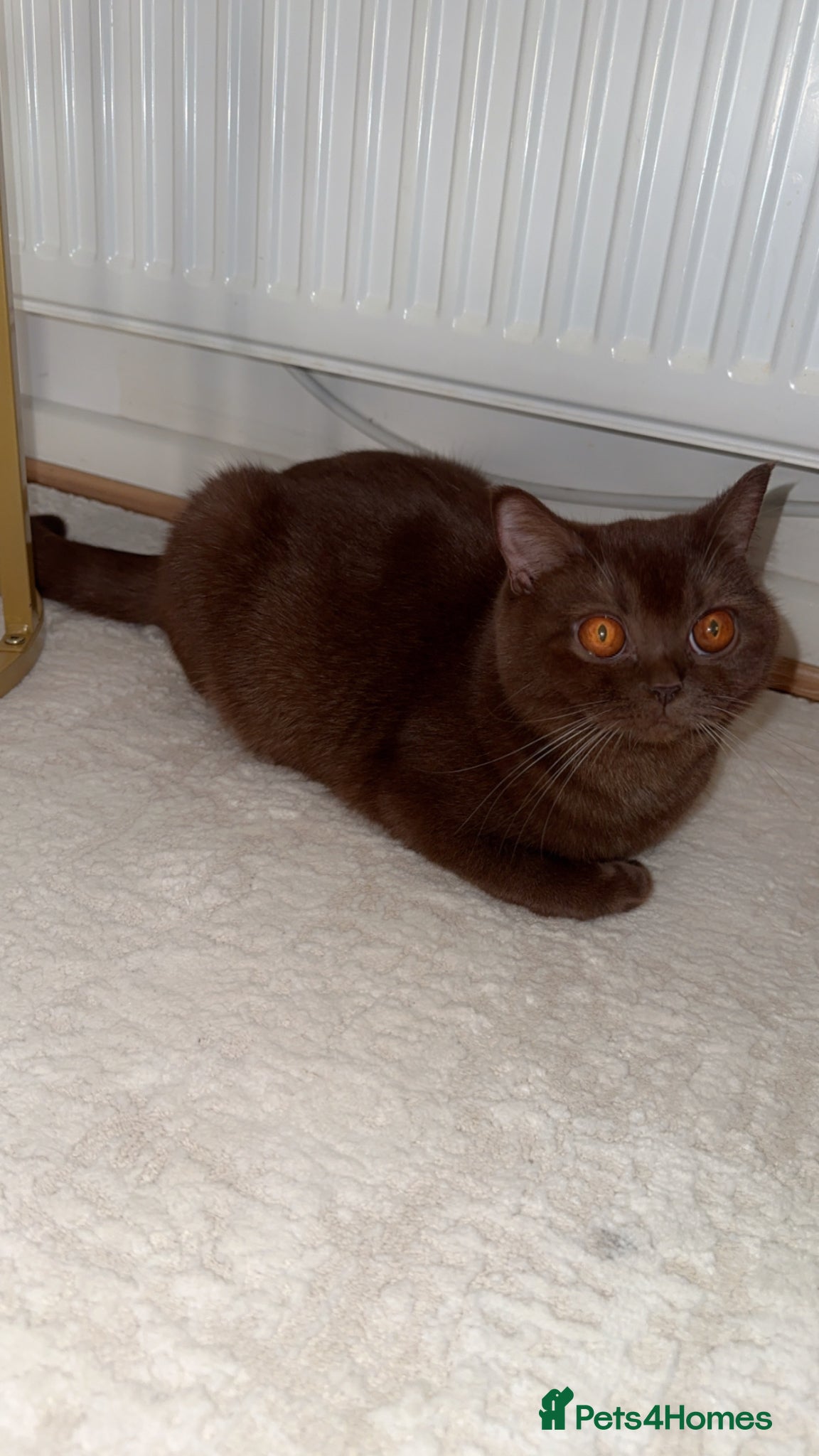 Mixed Breed cats for sale: British Shorthairs x Scottish Fold Kittens - Advert 1