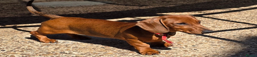 Dachshund Puppy 3