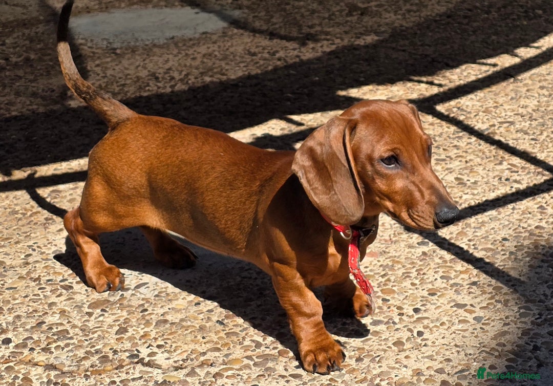 Dachshund dogs for sale: READY OUTSTANDING 2-QUALITY STANDARD RED GIRLS  in Goole - Image 12