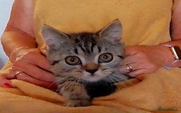 British Shorthair cats for sale: Beautiful British shorthairs - Image 7
