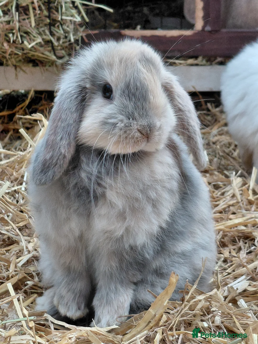 Mini Lop rabbits for sale: Mini Lop  in Wolverhampton - Advert 1