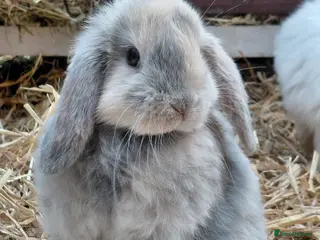 Mini Lop rabbits Mini Lop - Advert 1