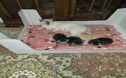 Ragdoll cats for sale: Mom and kittens  - Image 3