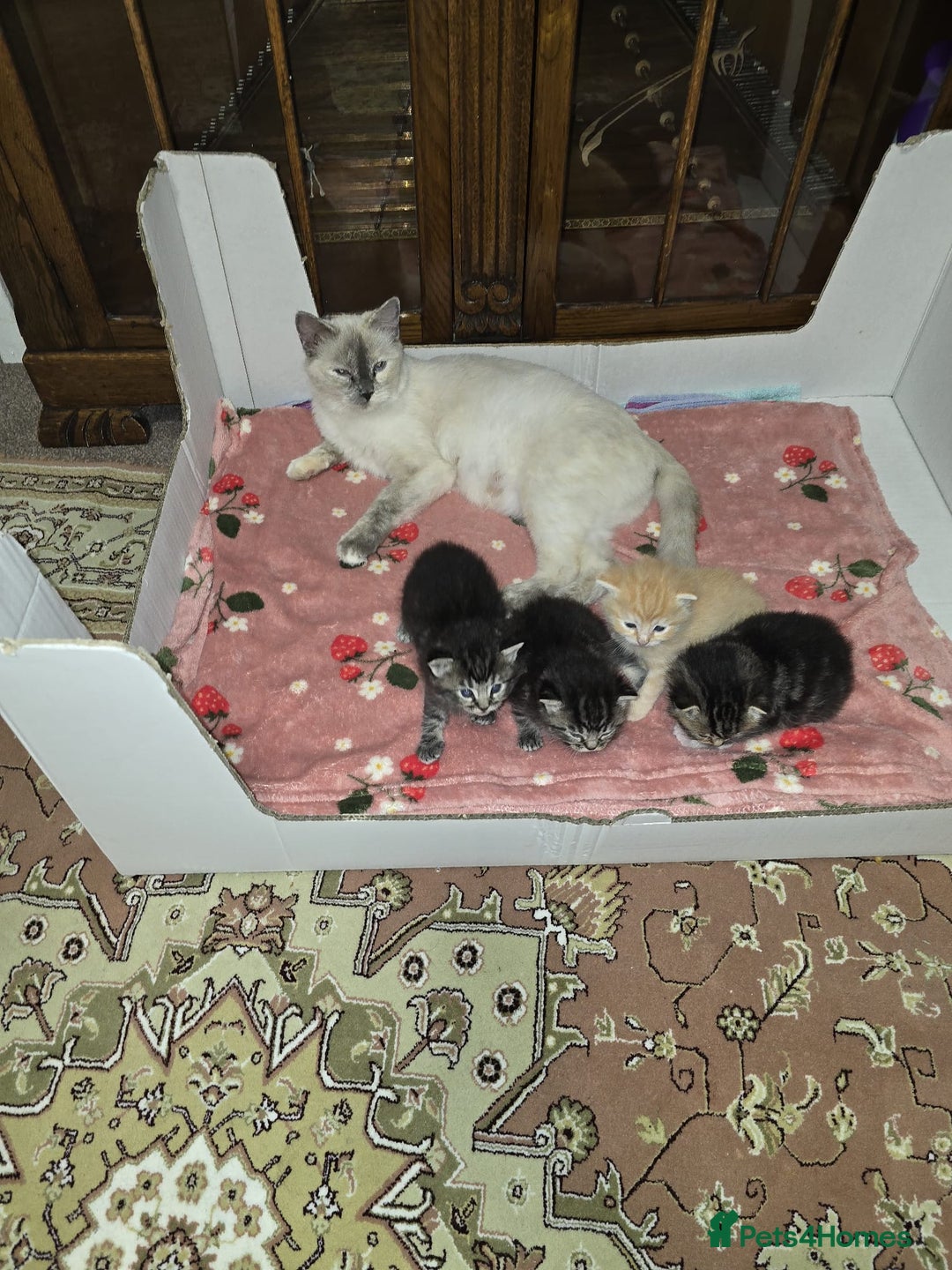 Ragdoll cats for sale: Mom and kittens  - Image 3
