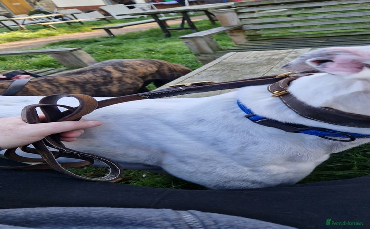 Greyhound dogs Gentle greyhound boy 5yrs - Advert 6