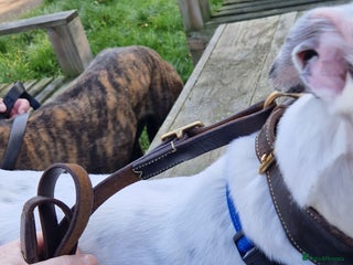 Greyhound dogs Gentle greyhound boy 5yrs - Advert 6