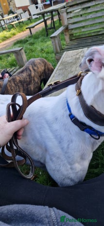 Greyhound dogs Gentle greyhound boy 5yrs - Advert 6