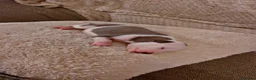 Whippet dogs for sale: ⭐️⭐️beautiful whippet pups ⭐️⭐️ in Pencader - Advert 6