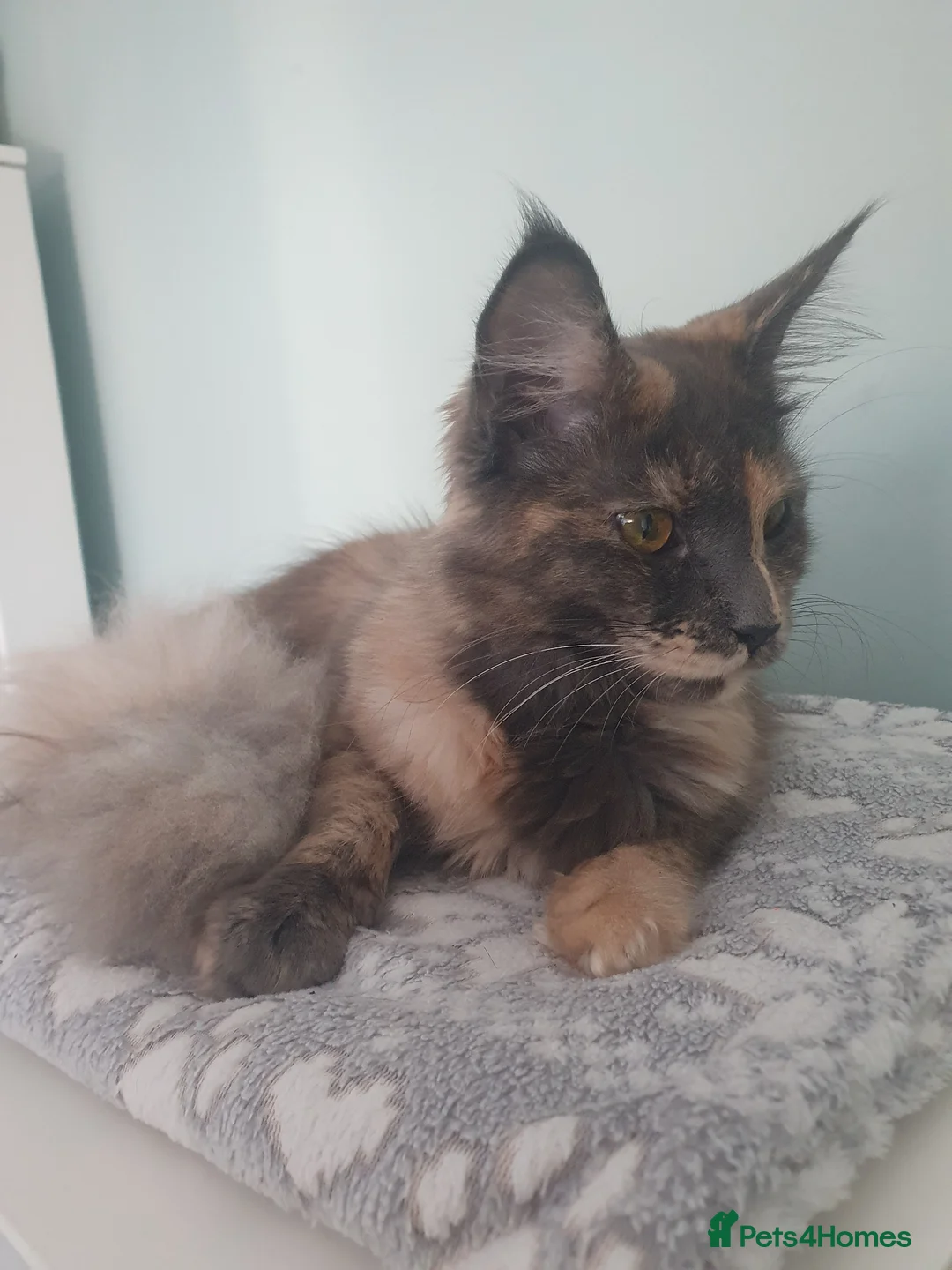 Maine Coon cats for sale: 9 mth old maine coon female - Advert 5