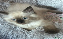 Ragdoll cats for sale: 💙 RAGDOLLS Ready 13th August Seal Pointed Kittens - Image 13
