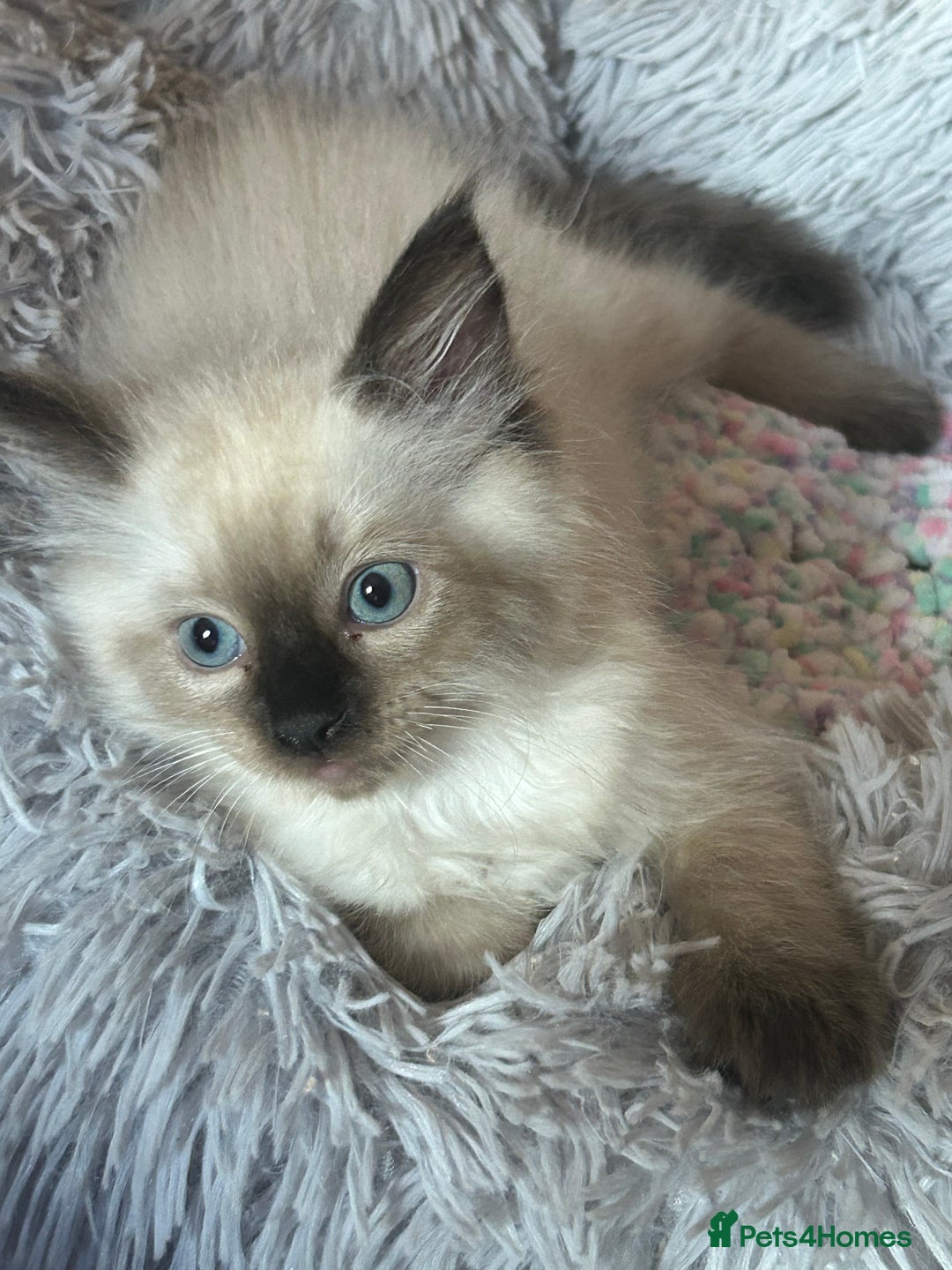 Ragdoll cats for sale: 💙 RAGDOLLS Ready 13th August Seal Pointed Kittens - Image 13