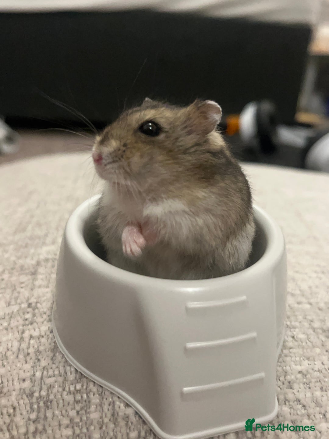 Hamster rodents for sale: Baby dwarf hamster 9 weeks - Advert 7