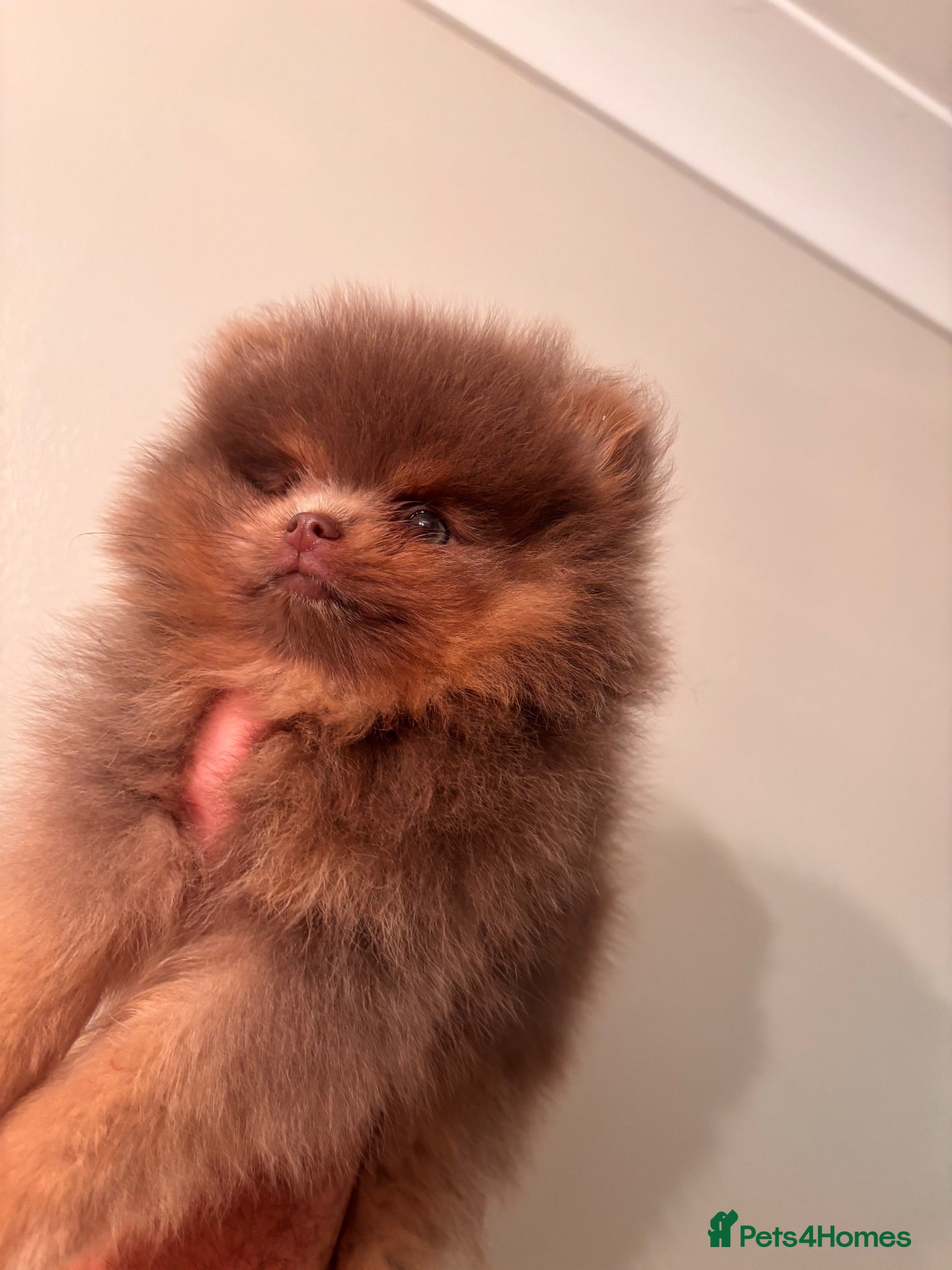 Pomeranian dogs Champion bloodlines Pomeranian  - Advert 2