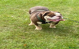 English Bulldog dogs for sale: Beautiful adult male English bulldog  - Image 3