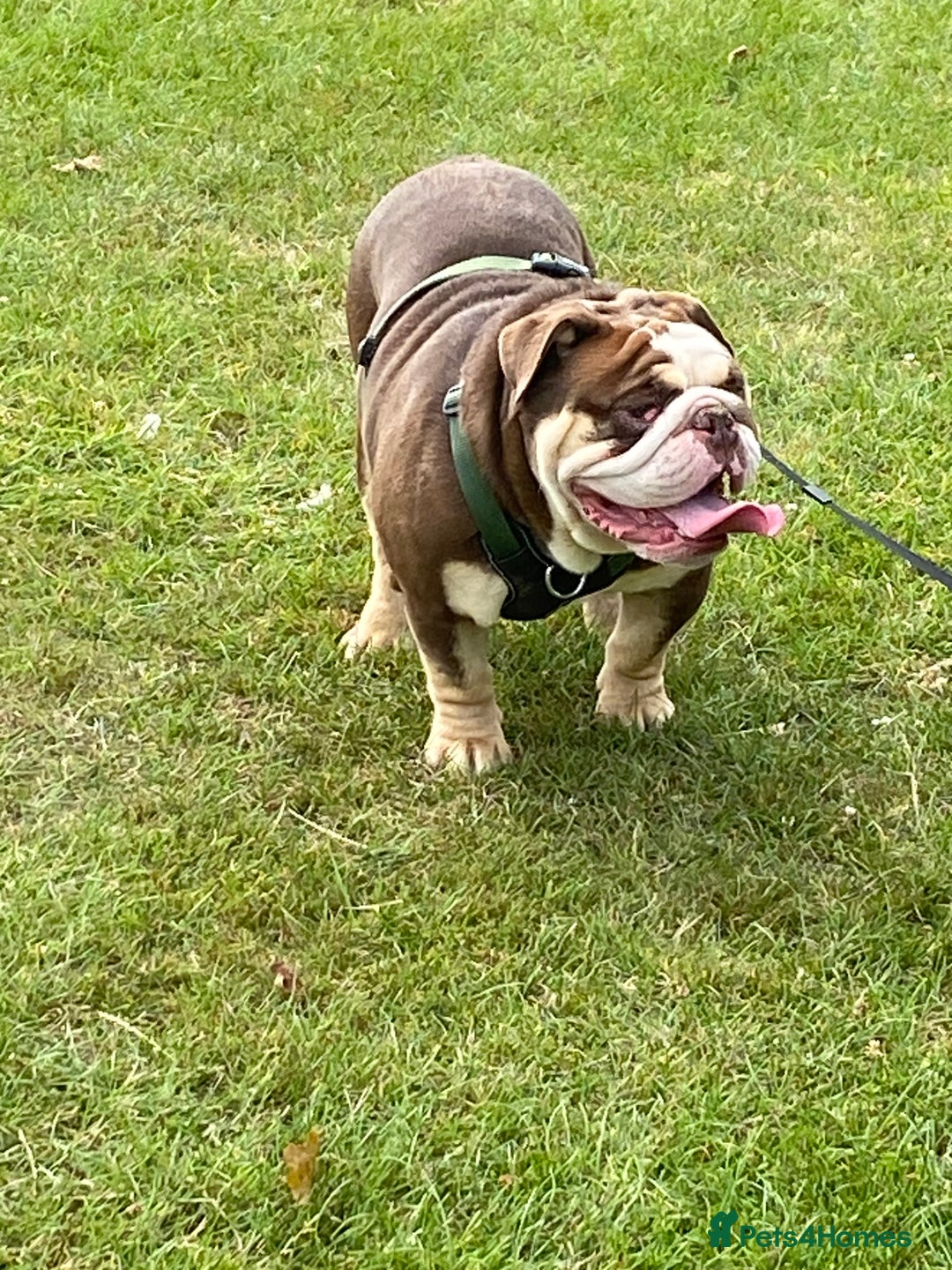 English Bulldog dogs for sale: Beautiful adult male English bulldog  - Image 3