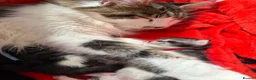 Maine Coon cats for sale: 6 beautiful Maine coon kittens  - Advert 39